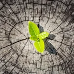 Resilience