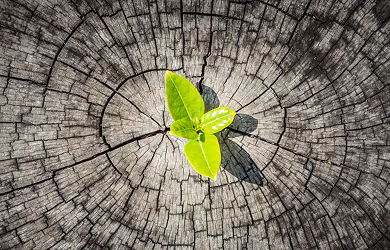 Resilience